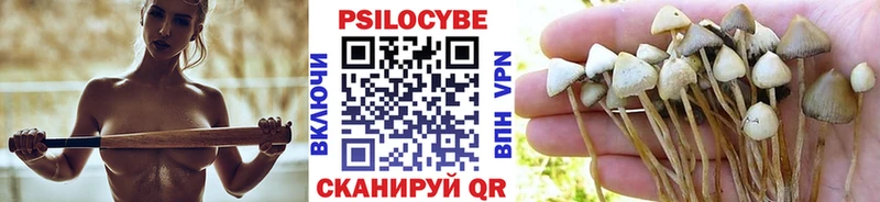 где можно купить наркотик  Рудня  Галлюциногенные грибы Cubensis 